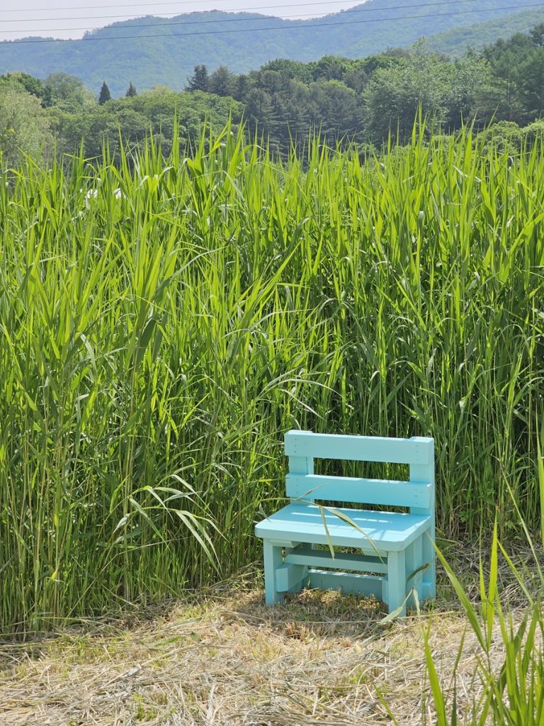 높은 청보리들 사이에 민트색 작은 나무 의자가 놓여져 있습니다.