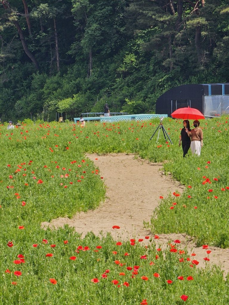 꽃양귀비밭 사이에 흙길이 나 있습니다. 저 멀리 빨간 우산을 쓴 두 명의 여성이 걷고 있습니다.