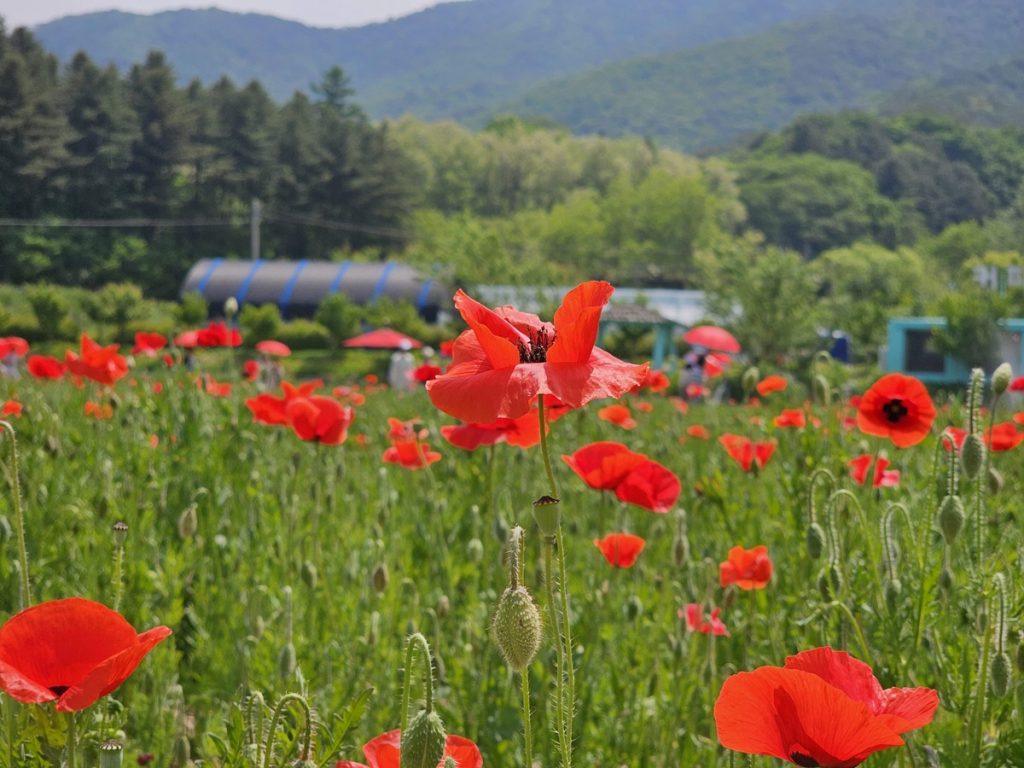 붉은색 꽃양귀비가 넓은 들판에 가득 피어나 있습니다. 이곳은 원주 용수골 꽃양귀비 축제 현장 입니다.