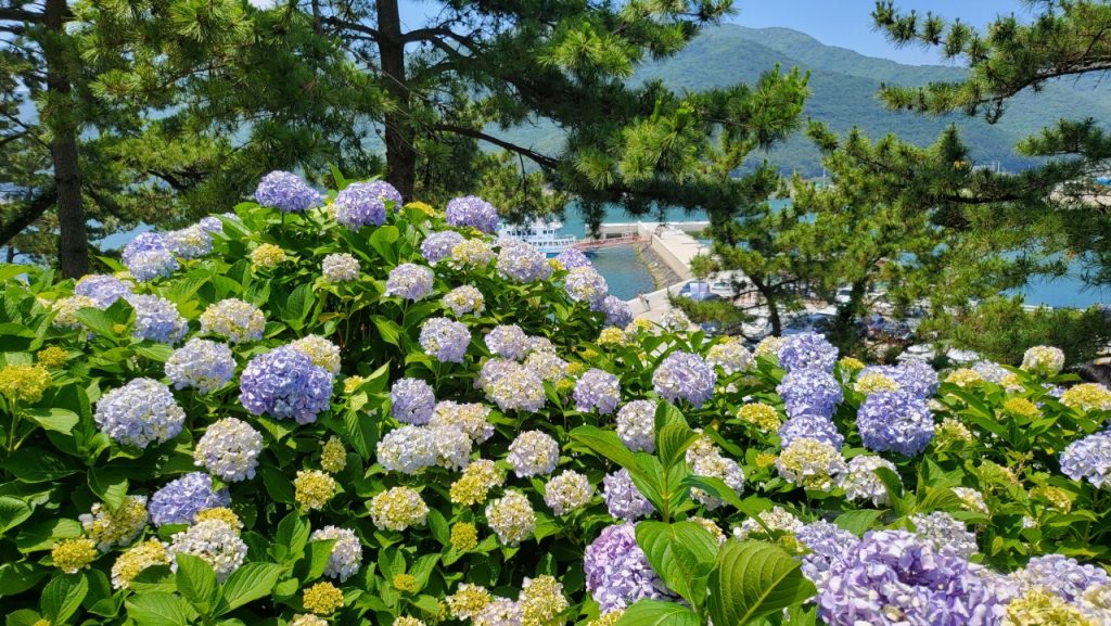 보라색과 흰색 노란색 수국들이 언덕 가득 피어나 있습니다. 저 멀리 바다와 산도 보입니다.